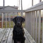Riley