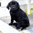 Puppy Riley