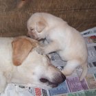 born to Sandy of Prince’s Black Angel &  Harley Ranger of Nestle Chip