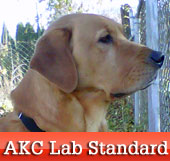 AKC Labrador Retriever Standard