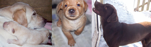 Sandy, Fox Red Labrador Puppy, Charly
