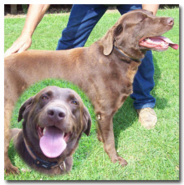 Harley - Chocolate Labrador Retriever Stud
