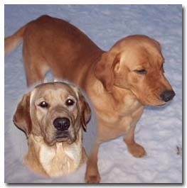 Rocket - Fox Red Labrador Retriever Stud
